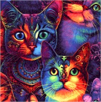 Packed Rainbow Cats