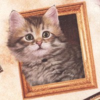 CAT-kitties-R176