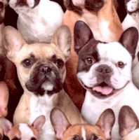 Best Friend - Packed French Bulldogs