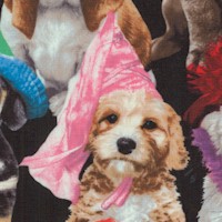 Adorable Pets - Wistful Dogs in Hats