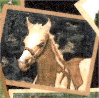 Horse Snapshots on FLANNEL by American Greetings