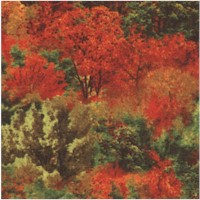 FLO-autumn-Z147