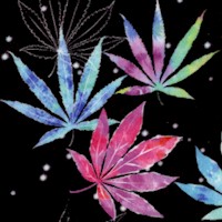 FLO-cannabis-R561