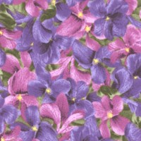 Violetta Collection - Beautiful Packed Violets