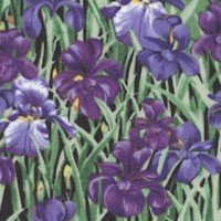 State Flowers - Tennessee - Irises by Suzan Ellis