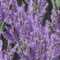 FLO-lavender-Z646