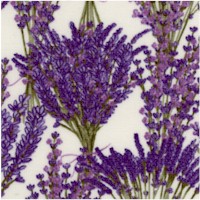 Bunches of Lavender on Cream