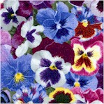 Lovely Pansies - Purple