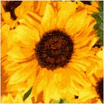 FLO-sunflowers-X508