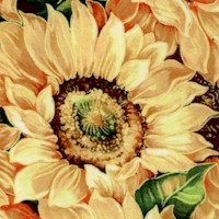 FLO-sunflowers-Z890