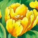 FLO-tulips-885