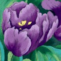 Color Profusion - Beautiful Tulips in purple by Susie Robbins