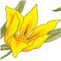 Fete des Fleurs - Tossed Gilded Tulips on Ivory