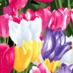 FLO-tulips-W449
