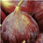 Luscious Fresh Figs
