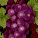 WINE-grapes-U183