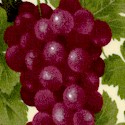 WINE-grapes-U184
