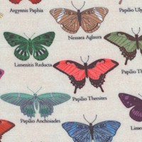 My Flutter By - Real Butterflies with Latin Names