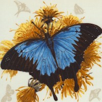 AN-butterflies-Z949