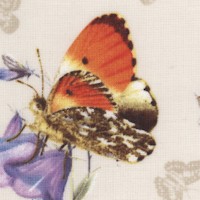 AN-butterflies-Z951