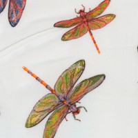 AN-dragonflies-R224