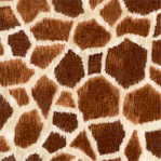 Safari - Giraffe Skin Up Close
