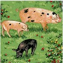 Farm - Real PIgs in the Orchard