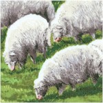 AN-sheep-Y330