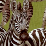 AN-zebras-W512