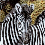 AN-zebras-X531