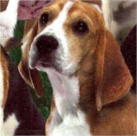 DOG-beagles-DD286