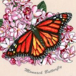 Butterfly Garden - Real Butterflies and Flowers on Cream