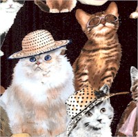 Petpourri - Beautiful Cats in Hats on Black