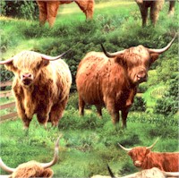 Rolling Hills Highland Cows