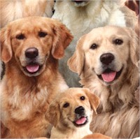 Best Friend - Packed Golden Retrievers