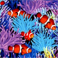 Ocean Life - Colorful Coral Reef Clownfish