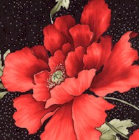 Hey Cowboy! Bold Red Poppies by Laura Heine