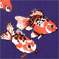 FISH-goldfish-DD198