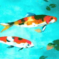 FISH-koi-DD15