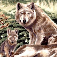 AN-wolves-CC947