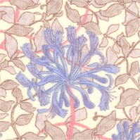 William Morris Mix - Elegant Pastel Spider Mums #2