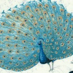 Majestic Beauties - Gorgeous Tossed Peacocks on Display by Daphne B.