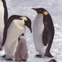 BI-penguins-Z848