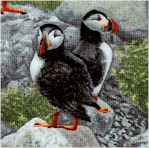 North American Wildlife - Real Puffins