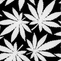 FLO-cannabis-Z522